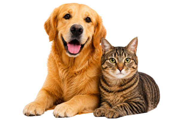 Comfort & Care